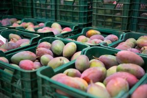 Exportações de frutas da Bahia passam de R$ 1 bilhão