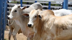Sergipe passa a ser reconhecido como área livre de febre aftosa sem vacinação