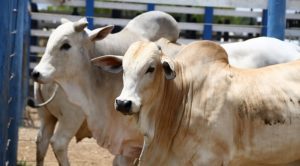 Vacinação contra a febre aftosa chega ao fim e alcança 92% dos rebanhos