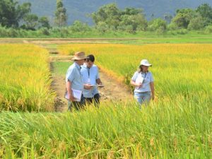 Tecnologias aprimoram a produção de alimentos em Santa Catarina