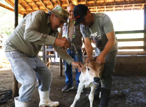 Vacinação contra febre aftosa e contra brucelose encerram-se na sexta-feira