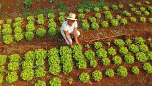 Agricultores familiares são responsáveis pela alimentação de alunos no MS