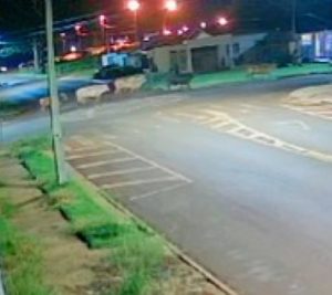 Vacas em fila: Homens soltam mais de 60 animais do Parque de Exposições de Cascavel