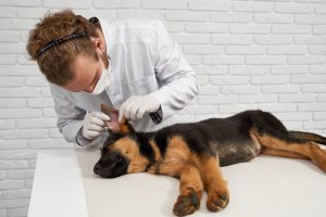 Otite em cães: Saiba como proteger a saúde auricular do seu pet