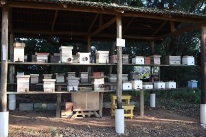 Quer aprender instalar meliponário? Senar lança cartilha que ensina como fazer