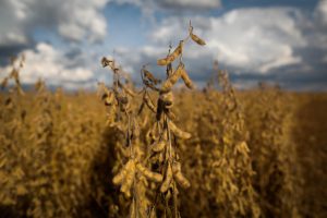 El Niño pode impactar no aumento de pragas nas lavouras
