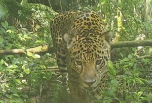 51 onças-pintadas são encontradas e registradas em guia de identificação