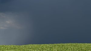 Com mudanças climáticas, controle rígido de pragas e doenças evita perdas nas produções agrícolas