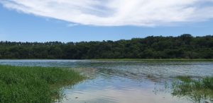Pescador morre após ataque de abelhas no Lago de Itaipu