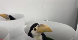 Identificada espécie de aves nascidas de ovos “chocados” em sutiã