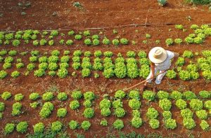 Com projeto na agricultura familiar, MS avança para se tornar carbono neutro até 2030