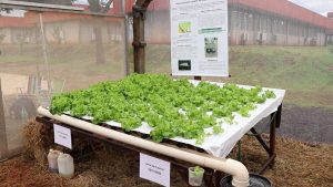 Dia de Campo UNIGUAÇU: Alunos desenvolvem sistema inovador de hidroponia