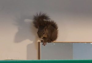 Pensa no furdunço: Esquilo visita loja em Santa Catarina
