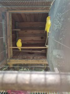 Mais de 70 aves em extinção são encontradas em criadouro ilegal
