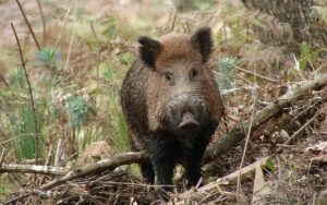 Sancionada lei que permite controle e manejo sustentável de javalis