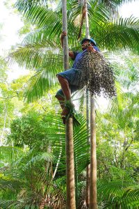 Aplicativo auxilia o manejo sustentável de açaís nativos na Amazônia