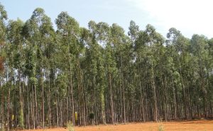 Para reduzir riscos na atividade florestal, Embrapa vai testar clones de eucalipto