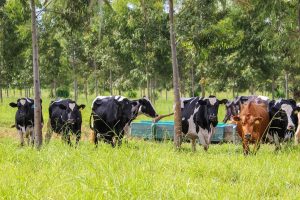 Quer aprender sobre manejo ambiental? Se liga que tem curso gratuito sobre o tema