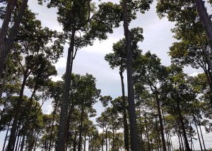 Pagamento por serviços ambientais impulsiona sustentabilidade