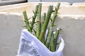 Novo edital! Produtores podem adquirir hastes de clones de seringueira