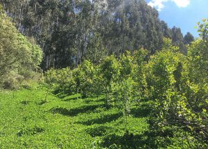 Tecnologia a favor do agro: produção de erva-mate conta agora com calculadora de carbono