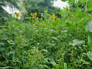 Adubos verdes potencializam recursos florais para cultivo de abelhas