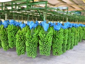 Faturamento com produção catarinense de banana cresceu mais de 30% na última safra