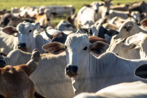 Goiás bate recorde histórico no abate de bovinos no 3º trimestre de 2023