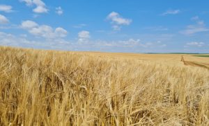 Zoneamento Agrícola de Risco Climático para cereais de inverno é publicado