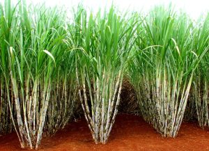 CNA defende repasse de CBios para produtores de cana