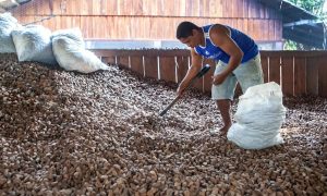 Produção de castanha impulsiona desenvolvimento sustentável