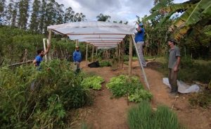 Cultivo protegido é alternativa para controlar danos com excesso de chuvas
