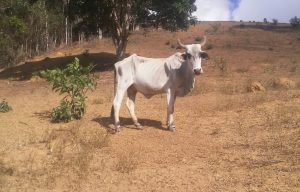 Minas compra sementes para agricultores familiares atingidos pela seca