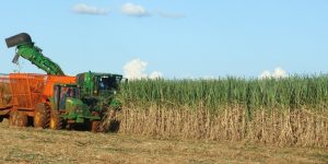 Agronegócio de São Paulo registra superávit de US$ 20,65 bi