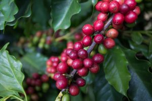 Incentivos à produção de café são discutidos por autoridades