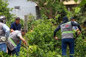 Greening: Governo de SP reforça necessidade de fiscalização do comércio de mudas