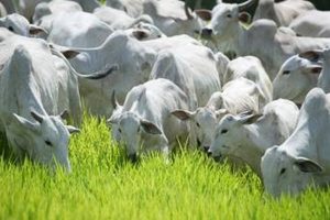Biotecnologia acelera o melhoramento genético de bovinos