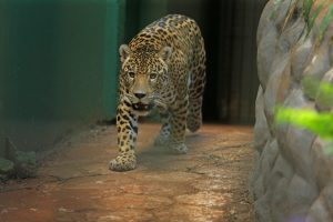 Boa notícia! Zoológico de Cascavel vai abrir todos os dias nas férias escolares