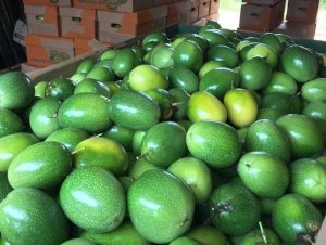 Santa Catarina abre a colheita de maracujá com expectativa de safra cheia
