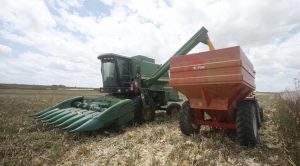 Sergipe terá safra recorde de milho em 2023