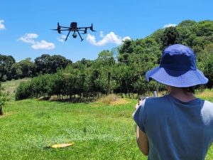Santa Catarina usa tecnologia para melhorar a produção de maçãs