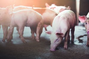 Suinocultura segue queimando gordura