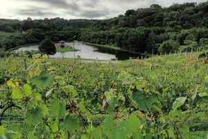 Revitalização da vitivinicultura paranaense é destaque internacional