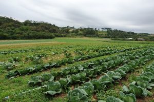 Inteligência artificial é usada para otimizar irrigação de propriedades