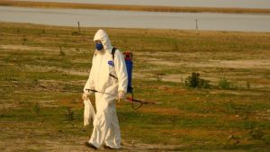 RS está há 21 dias sem mortes de mamíferos aquáticos por influenza aviária