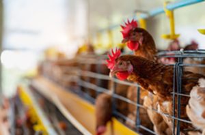 Salmonela em aves pode estar com os dias contados