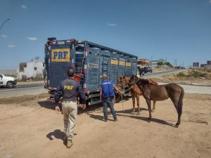Operação fiscaliza animais soltos nas rodovias