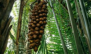 Ameaças colocam sustento de quebradeiras de coco em risco