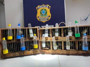 Mais de 40 pássaros são encontrados em gaiolas dentro de ônibus de turismo