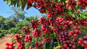 Produção de café movimenta rota turística em Rondônia